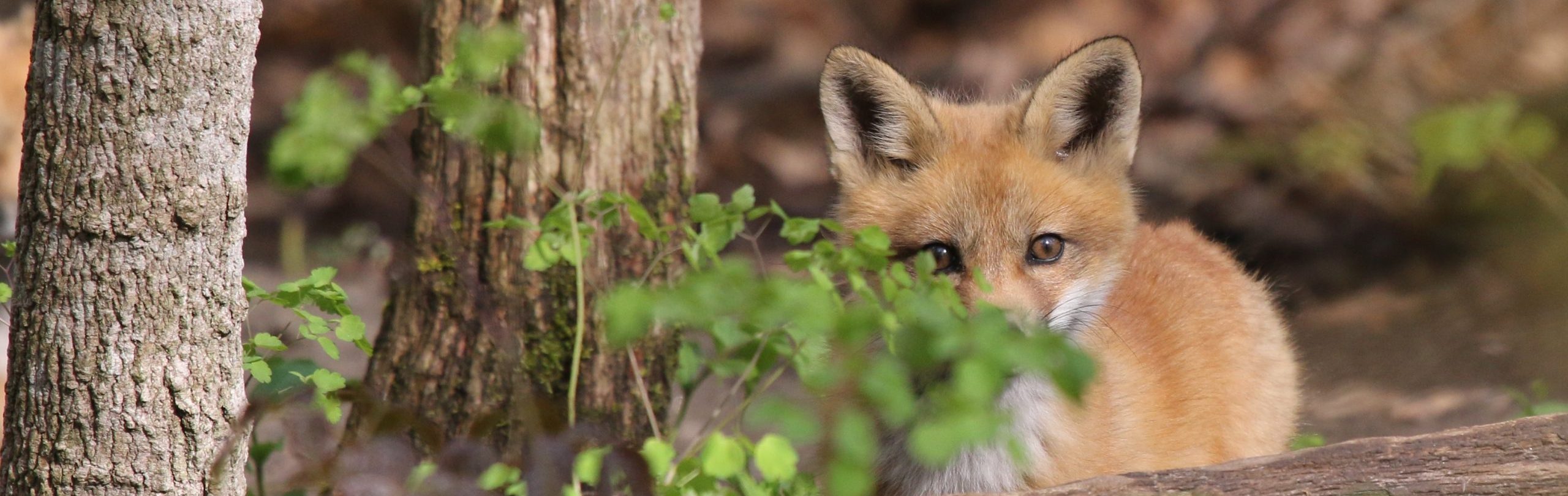Red Fox