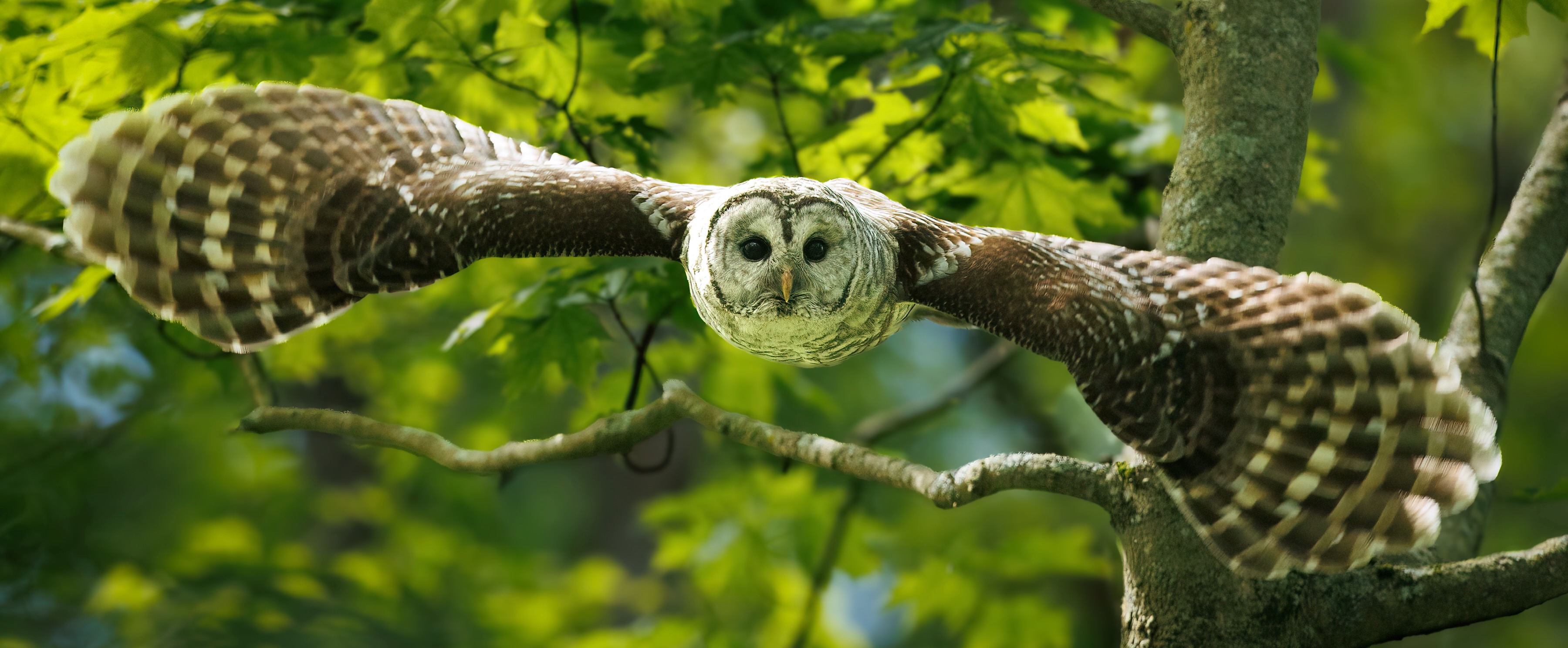 Barred Owl